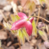 Epimedium youngianum 'Roseum'